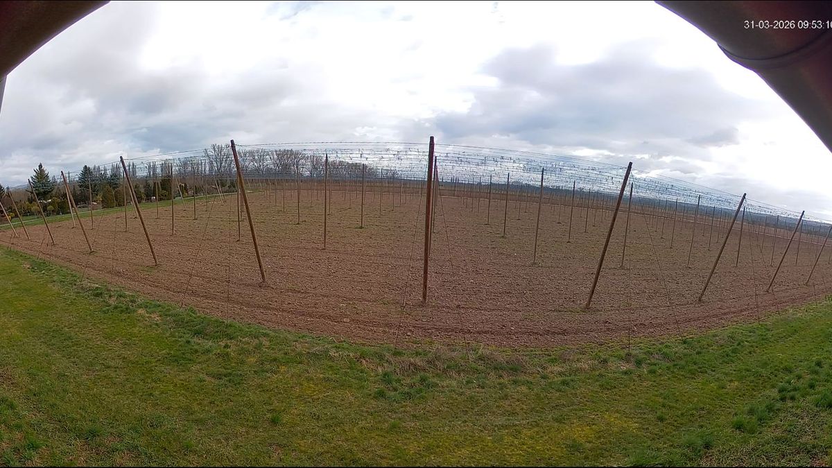 Plzeňský Prazdroj v přímém přenosu nabízí zrození piva. Vysílání potrvá celých 280 dní